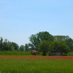 Red Poppies