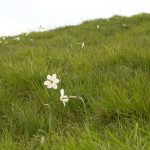 Wild Narcissus at the Prato Fiorito