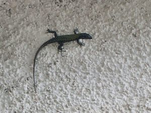 One of our Lizardz