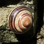 Spiral Snail