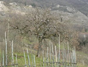 Autumn in San Cassiano